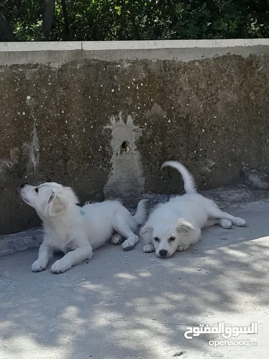 Pure white Loulou puppies for sale-3 months old- /puppy
