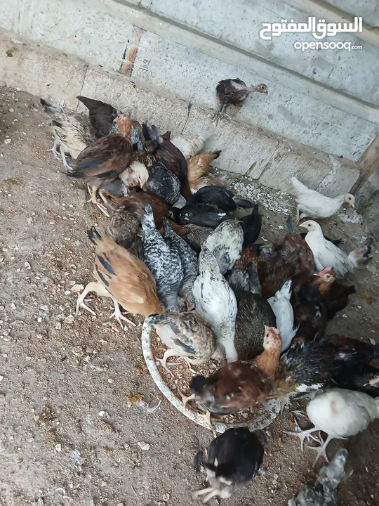 45 حبه بلديات فراخ ترقيد مش فقاسة وعلفهن شعير ونخاله حبات مقنوي صحه ونضافه صلاة النبي