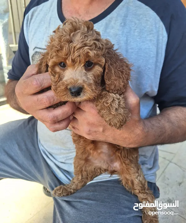 girl poodle puppy