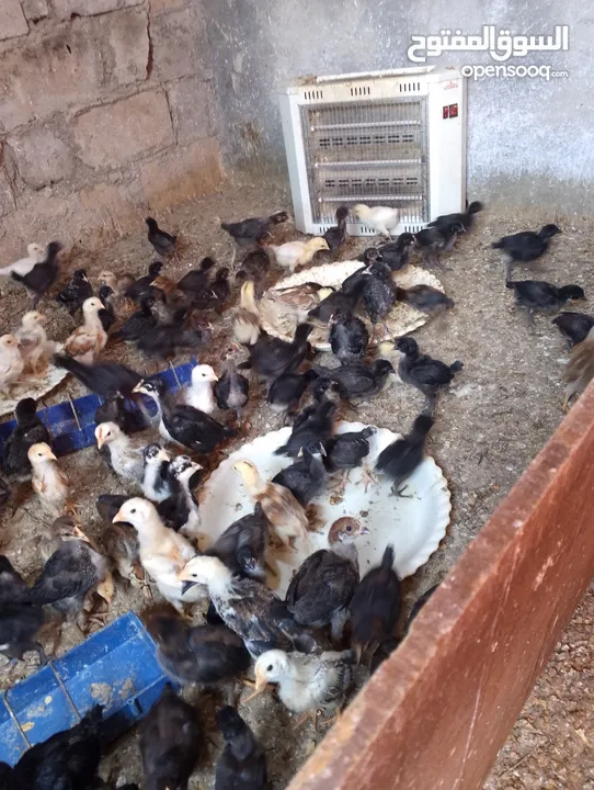 صوص بلدي  بناديق بكستاني  صحه ونضافه
