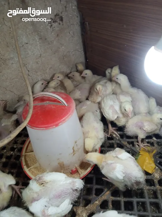 صوص لاحم نوع روس صحه وخالي من الامىاض