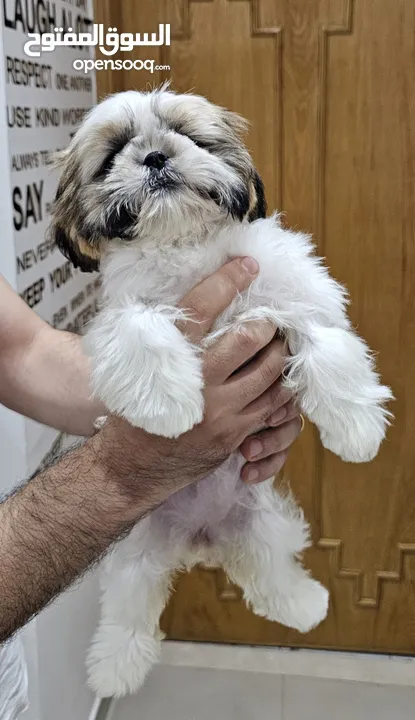 Adorable 6-Month-Old Female Shih Tzu Puppy