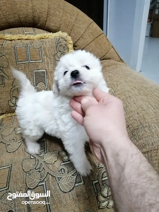 انثى فرنش تيرير عمر شهرين   puppy 2-months female - French Terrier