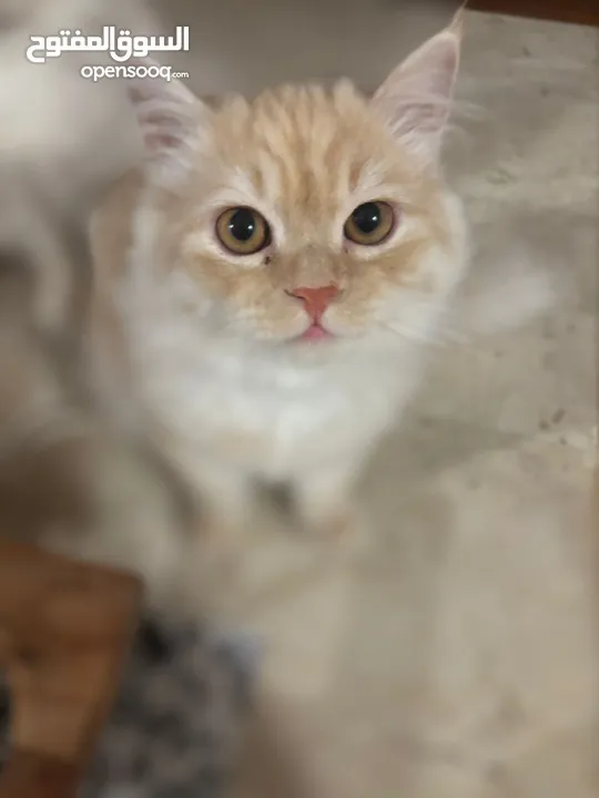 قطط جميلة شيرازي للبيع  Beautiful Cats for Sale