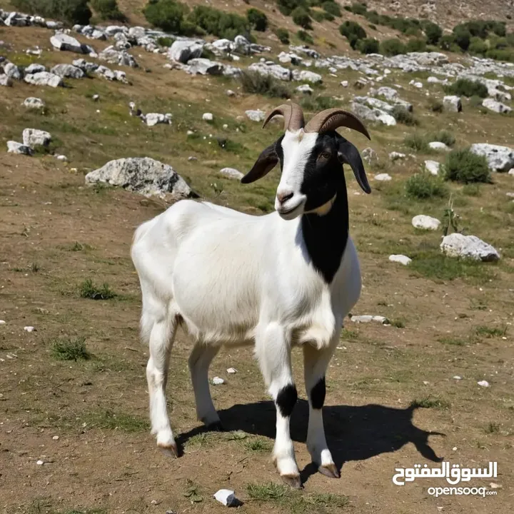 حليب غنم وبقر طبيعي 100%يصلكم من مزارعنا