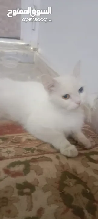 قطة شيرازي للبيع a shirazi cat for sale