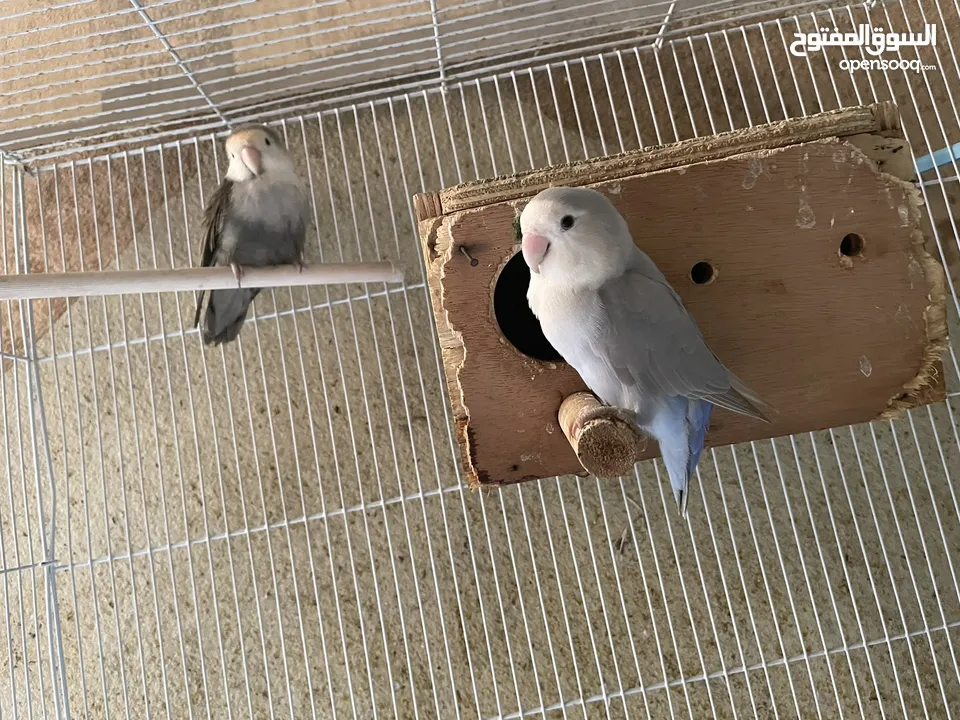 Lovebird for sale with cage  حبتين طير حب للبيع مع القفص