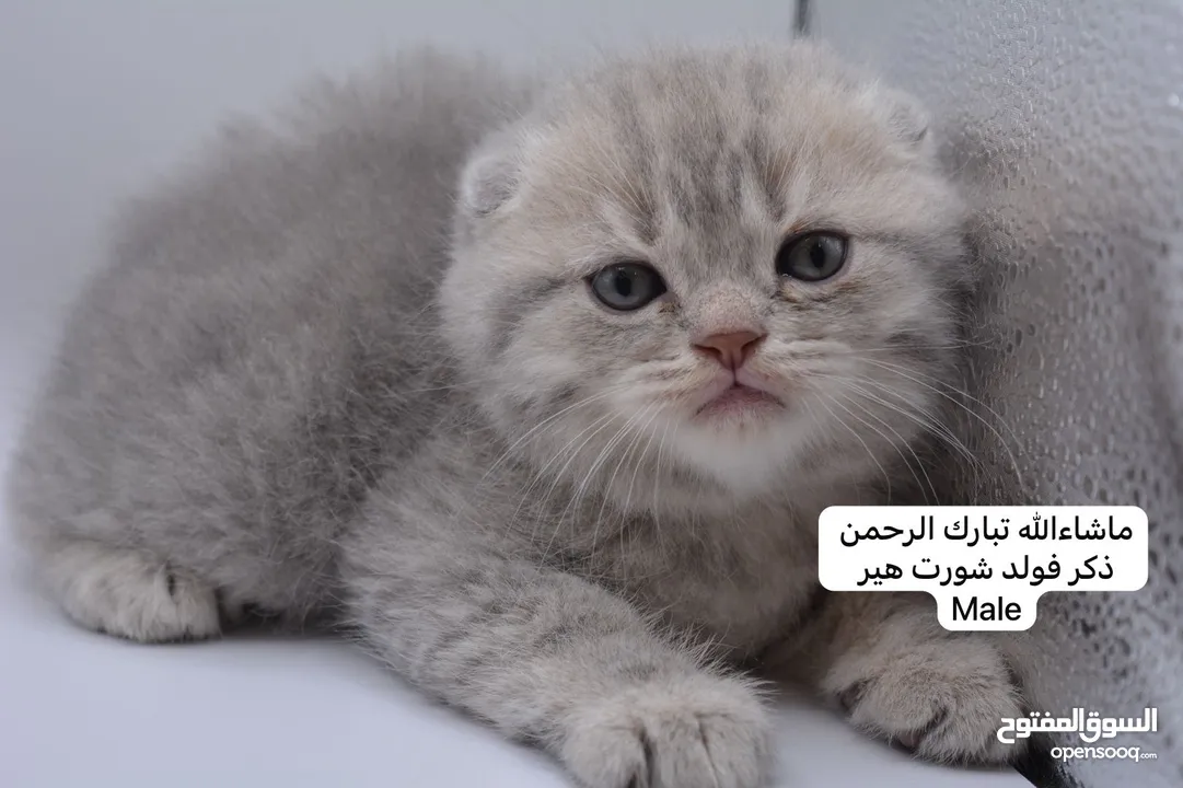 سكوتش كيتن فولد وستريت الوان مميزه ليلك ومشمشي وغيرها 15 كيتن