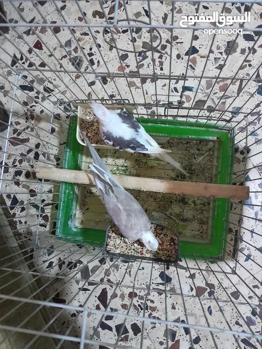 جوز كوكتيل وايت فيس