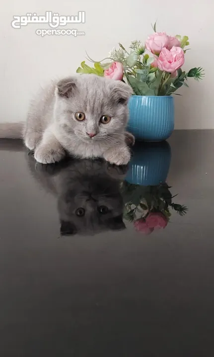 2 scottish fold kitten, 2month old male and female