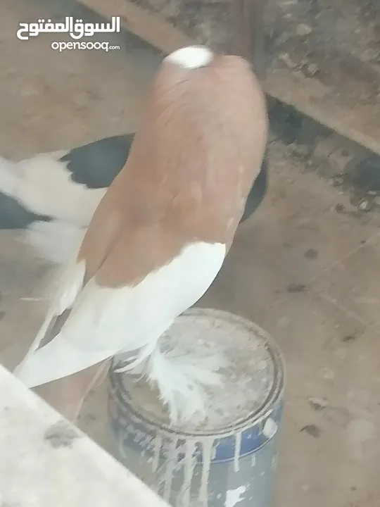 طيرة منفاخ اصفر جامبو شغاله بتزق افراخها في مادبا للبيع ام فرخ بدون الفرخ