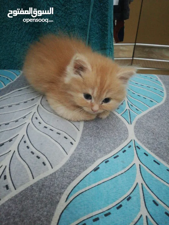 persian 2 months old kitten