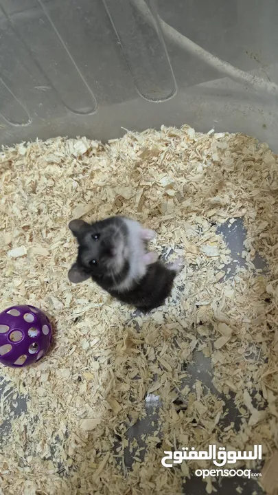 Hamster هامستر