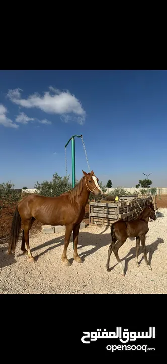 فرس  وراها مهر عربي