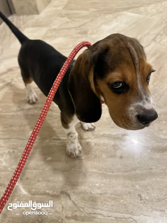 Beagle puppy: 6,000 qar (price negotiable)