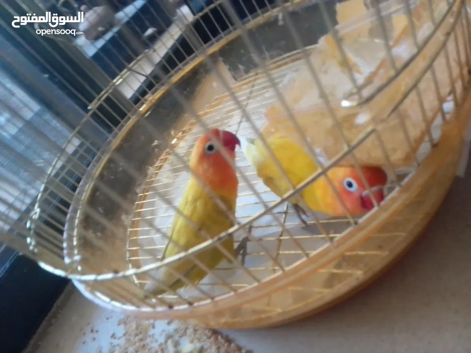 فيشر أخوة جاهزين التزاوج واحد ذكر و واحد انث بس ب 300 شيكل أليفين بس صاروا يعضو عشانهم مع بعض افصلهم