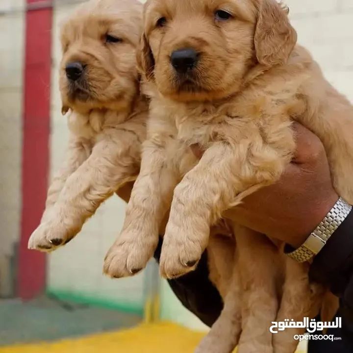 جـــــــراء جولدن مستوى عـــــالي ومميزه للعائله
