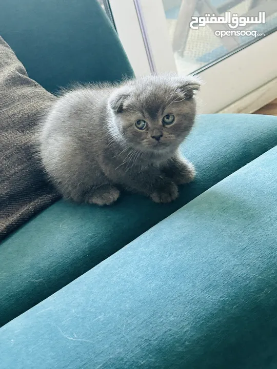 Scottish fold male cats 45 days old