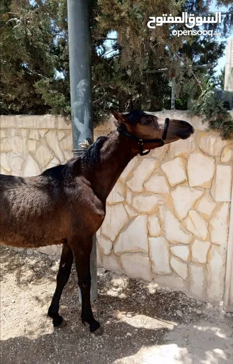 مهره عربيه بدون ورق