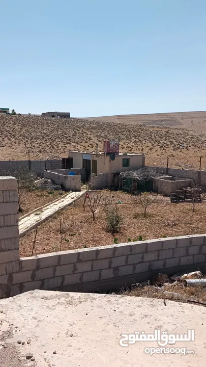 فيله للبيع