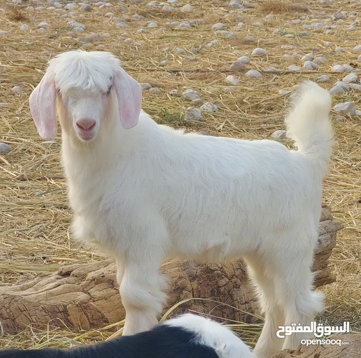 مجموعه من حلال الرحوب الفاخر معرفات مستوى قوي للبيع مفرد او جمله الجاد فالشراء تواصل على الواتساب