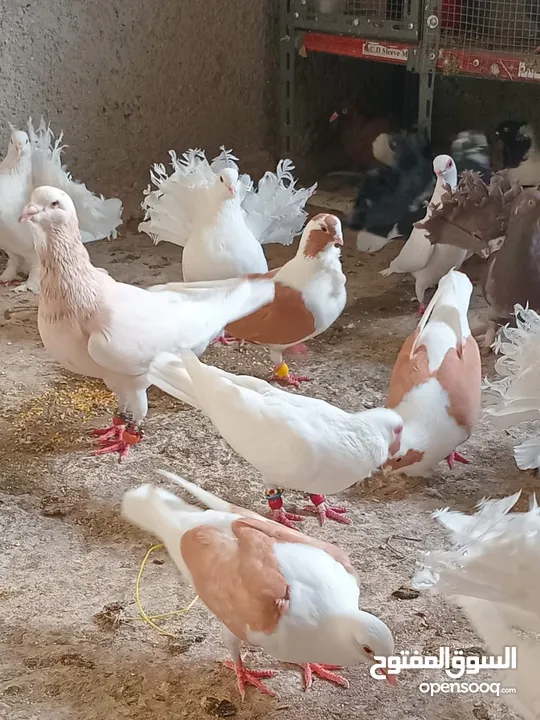 جواز بالاضافة لفراخ كش للبيع