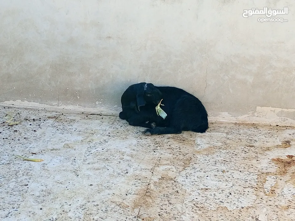 سخلتين شاميات ثنايا