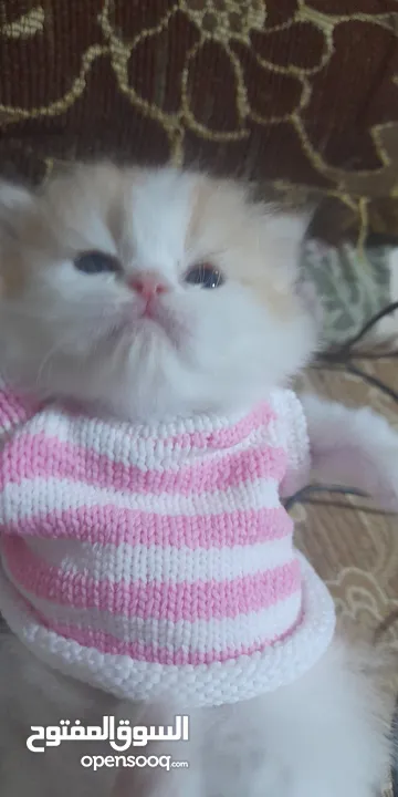 قطط هملاي بريطاني للبيع