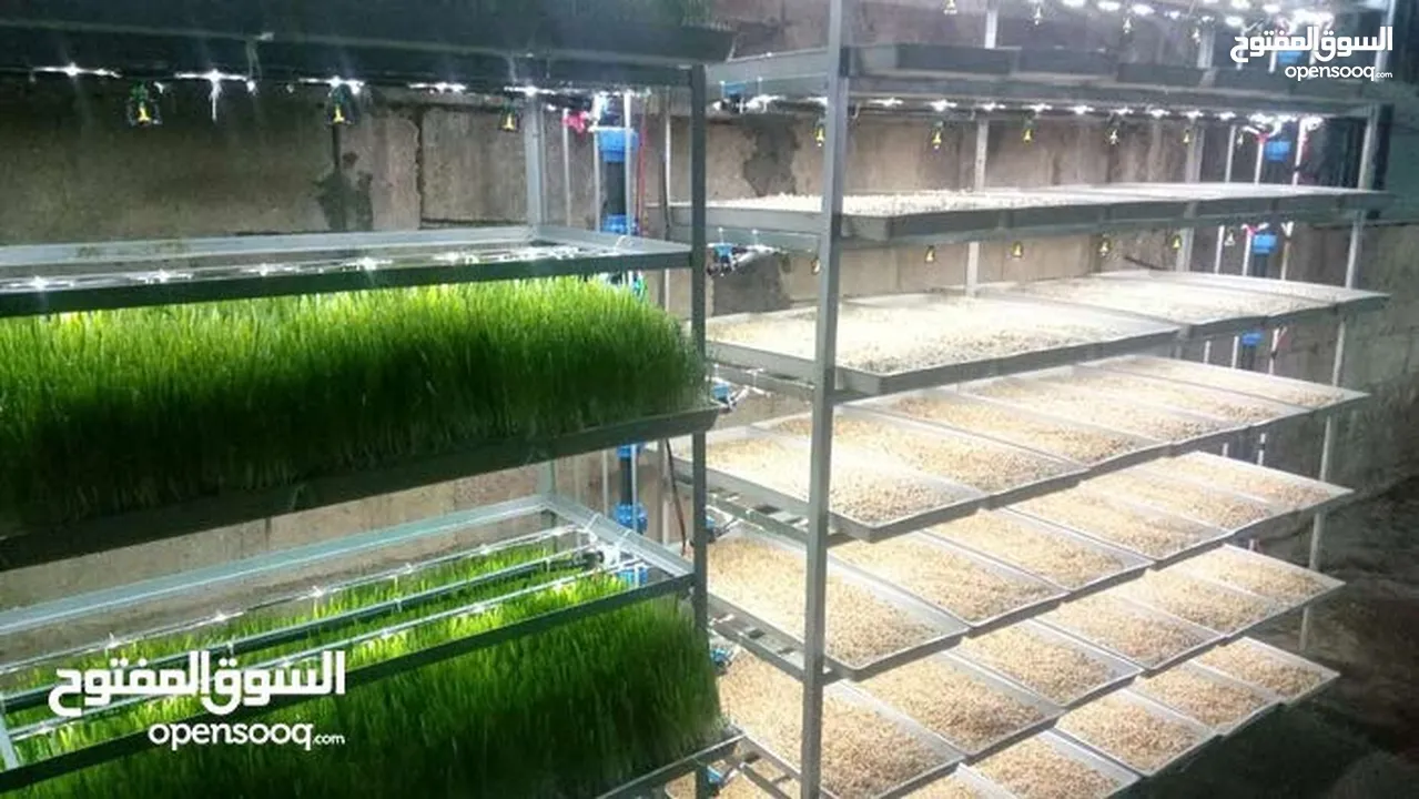 استنبات شعير  شعير مستنبت Sprouted   صواني استنبات شعير Barley germination barley
