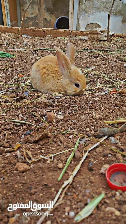 ارانب منزليه كيوت صغار