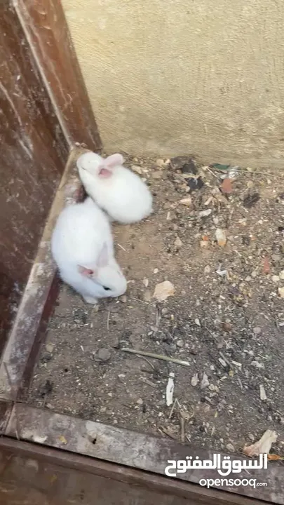 ذكر وانثى بلدي مع ولادهم