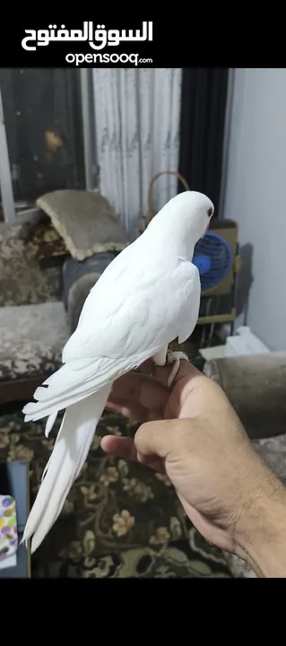 ببغاء دره البينو ابيض عين حمرا اليف جدا ما عندو عض نهائيا ثوب كامل جناح كامل محجل بداية كلام عمر صغي