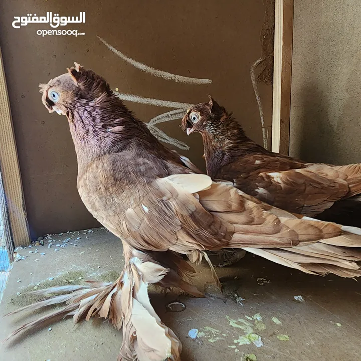 متاح جواز ازبك بزره الماني