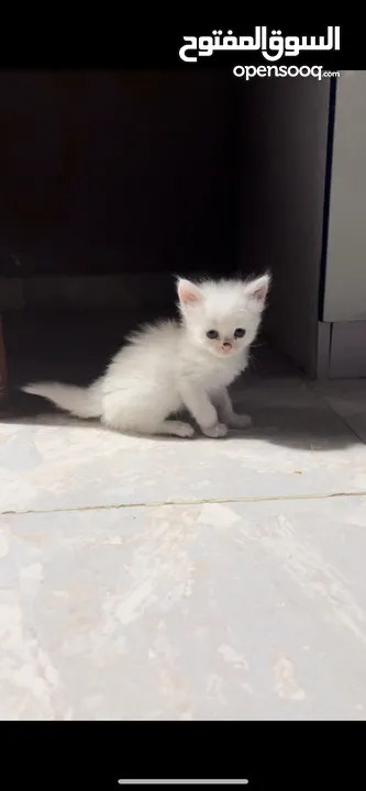 قطة بيضاء صغيرة للبيع
