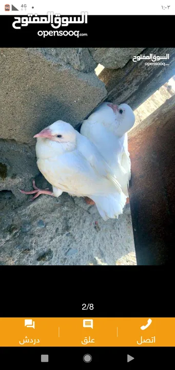 زغاليل طازجه مذبوبحه منظفه جاهزه للطبخ الجوز 2.50 من الآخر