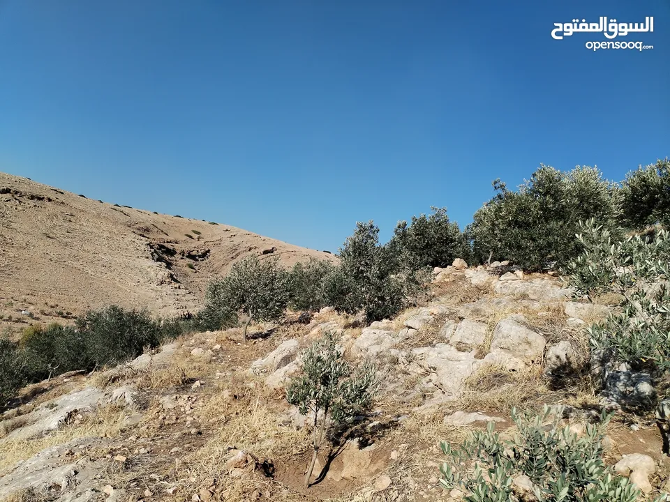 بيت للبيع مع قطعة أرض مشجره مساحه كبيره