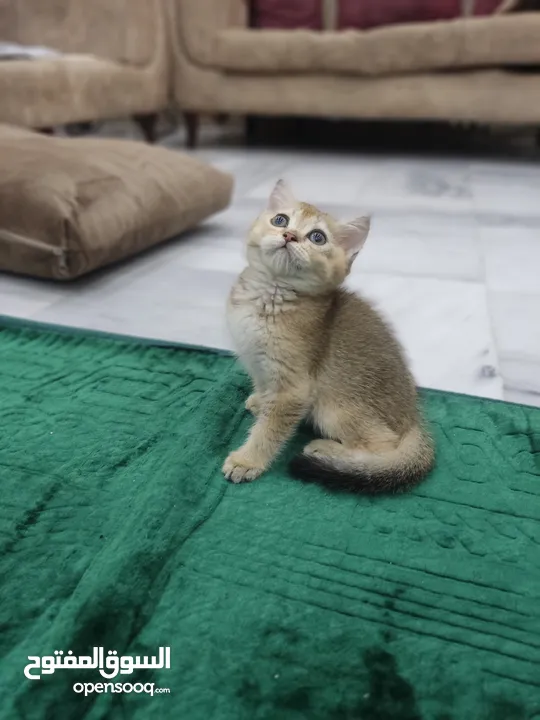 قطه سكوتش ستريت جولدن العمر 60 يوم ذكر شورت هير