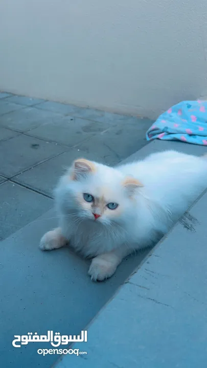 Ragdoll kitten