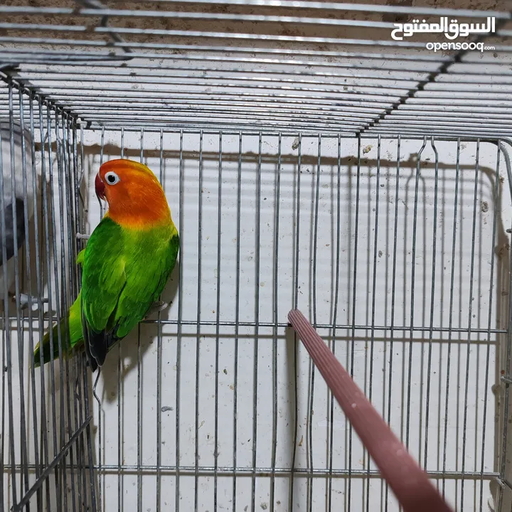جوز فيشر ابلاين جوز منتج واهالي فراخ معهم فرخين مع امكانيه بيع الفراخ لحالها للزق اليدوي