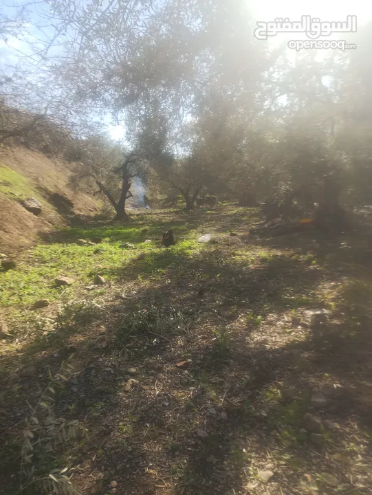 ارض زراعيه في بلعا دير الغصون