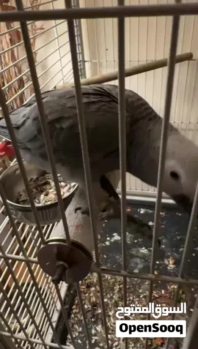 كاسيكو سوبر جامبو 5 شهور