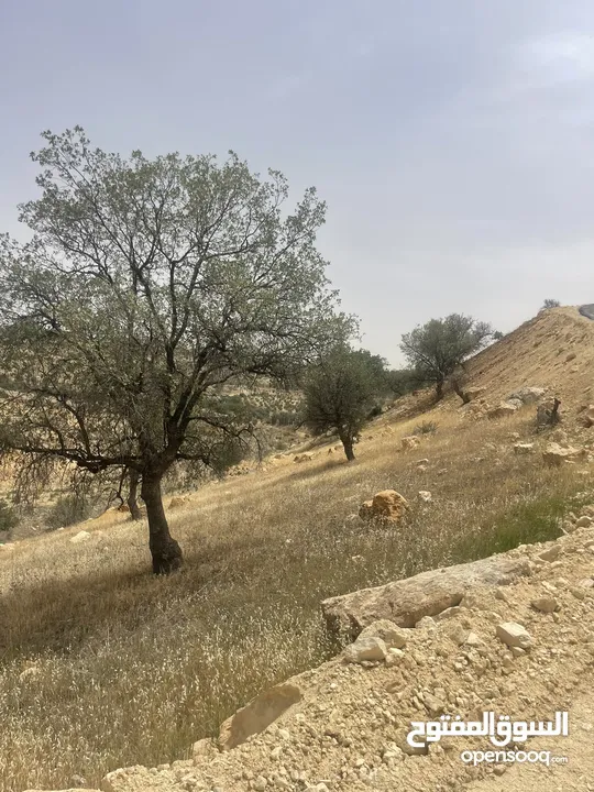 ارض زراعيه للبيع في اجمل مناطق العالوك