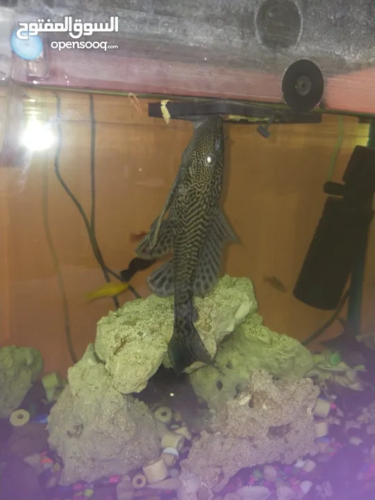 سمك بلدية مقاس 7 انش تقريبا  متوفر 3 حبات  / pleco fish, approximately 7 inches in