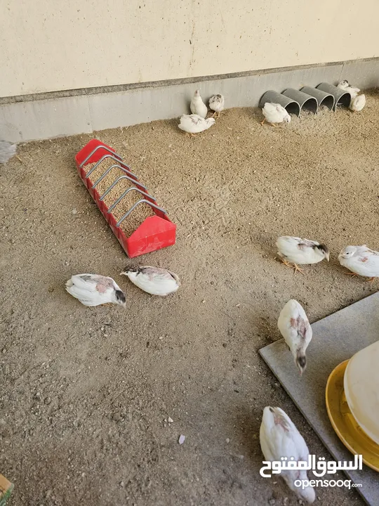 سمان صيني ( الملكي)