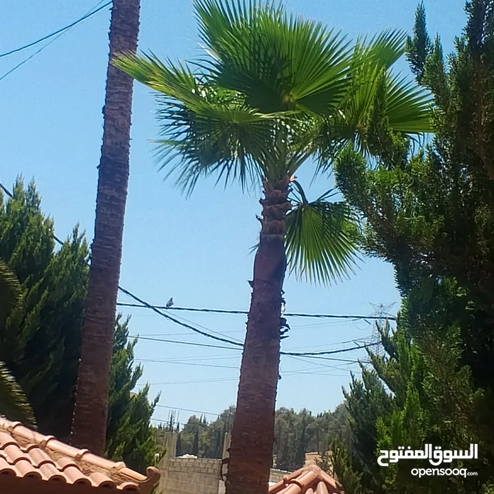 اشجار نخيل