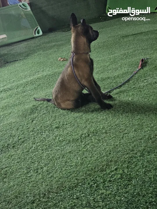 تدريب كلاب مقابل الحصه training dogs center