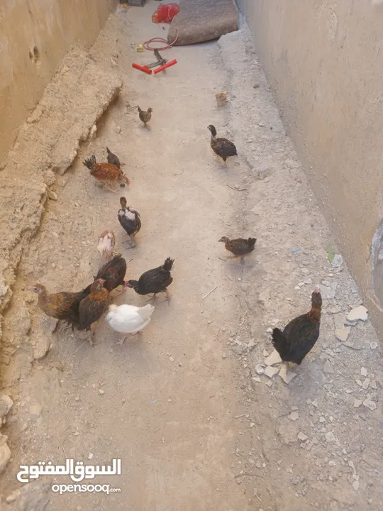 أرانب فرنسي عمر 3 الا 4شهور العدد 20 واحد اعور الكوم 4 ونقه بالجوز 10. 14 صوص 3 زاغر 12 كبار
