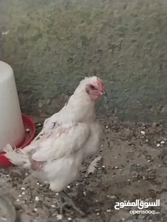 ديج احمر شمسي و 2دجاجات بياضات