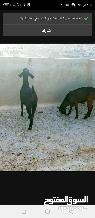 سخلتين شاميات