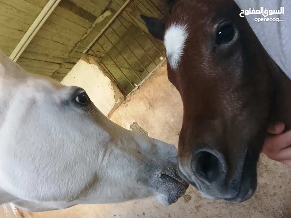 مهر عربي اصيل مع اوراق مواليد شهر 4/2025